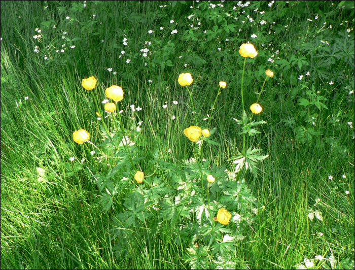 Trollius europaeus L.