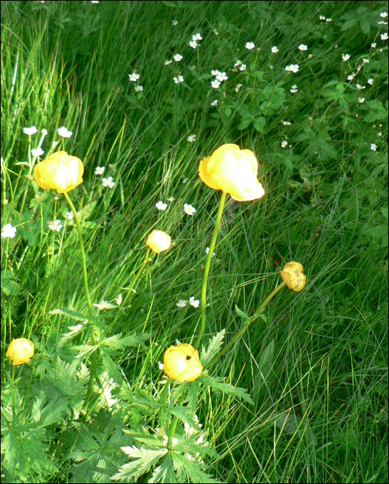 Trollius europaeus L.