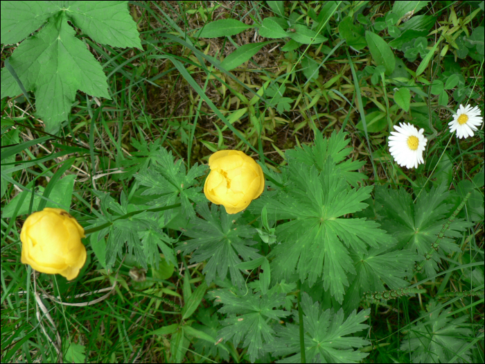 Trollius europaeus L.