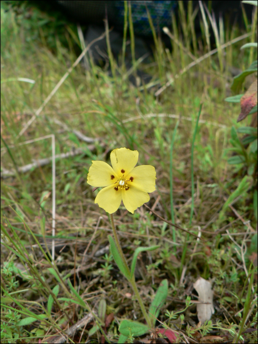 Tuberaria guttata