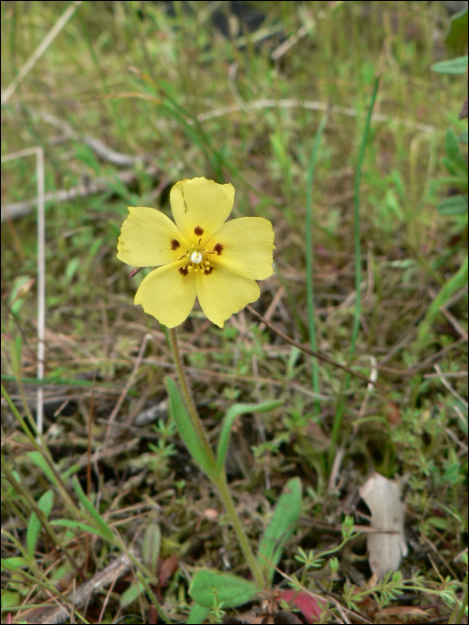 Tuberaria guttata