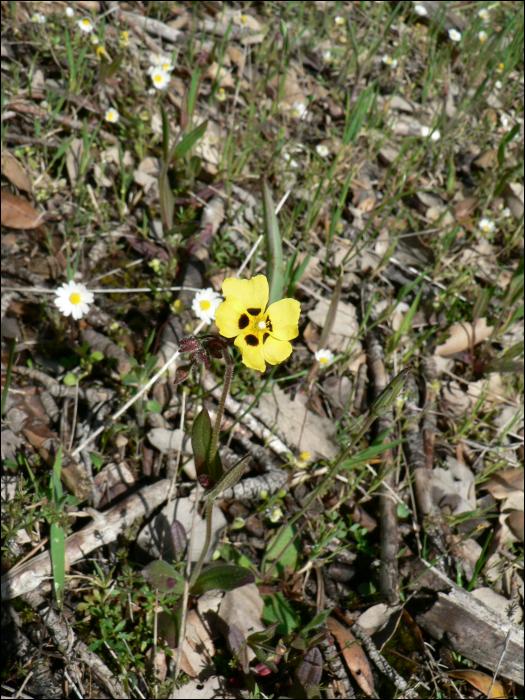 Tuberaria guttata