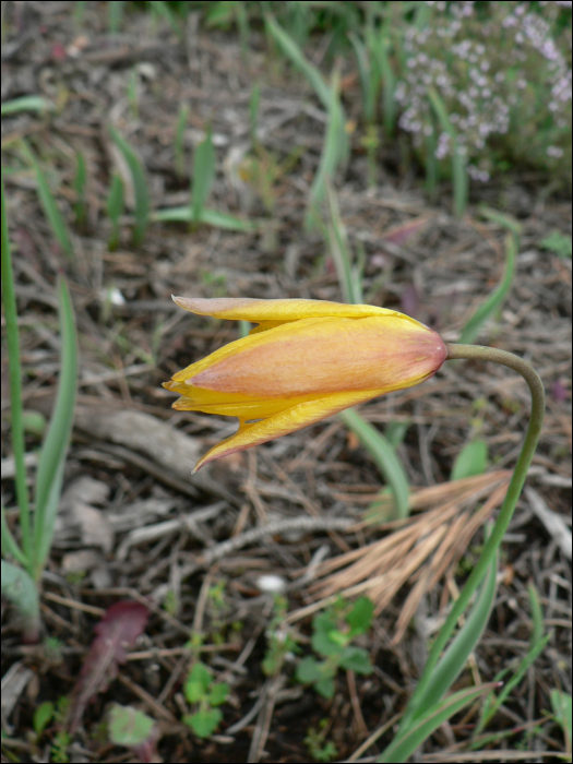 Tulipa austrialis