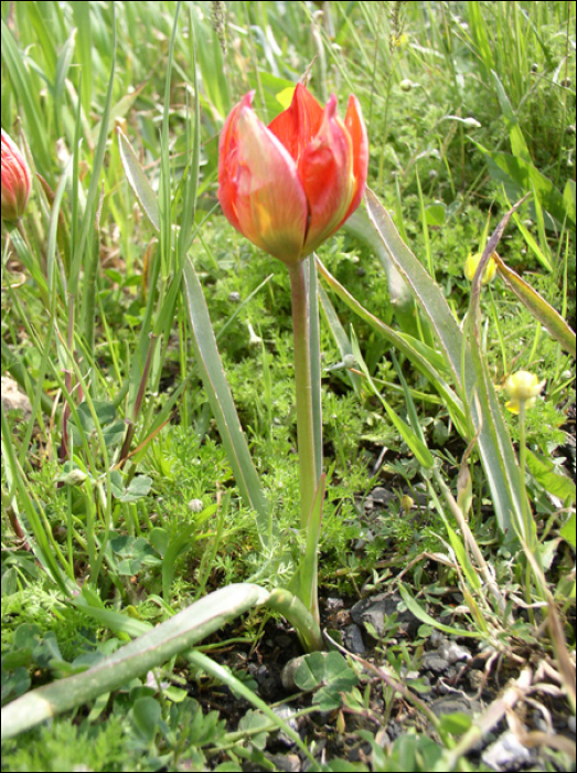 Tulipa praecox