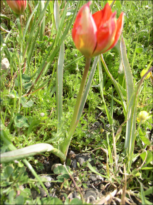 Tulipa praecox