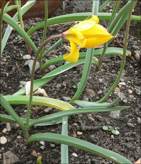 Tulipa sylvestris