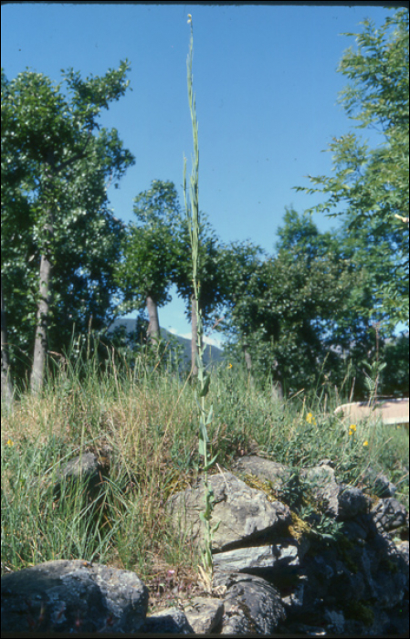 Turritis glabra L.