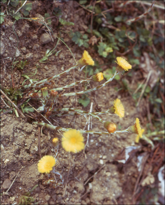 Tussilago farfara L.