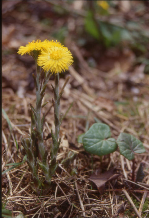 Tussilago farfara L.