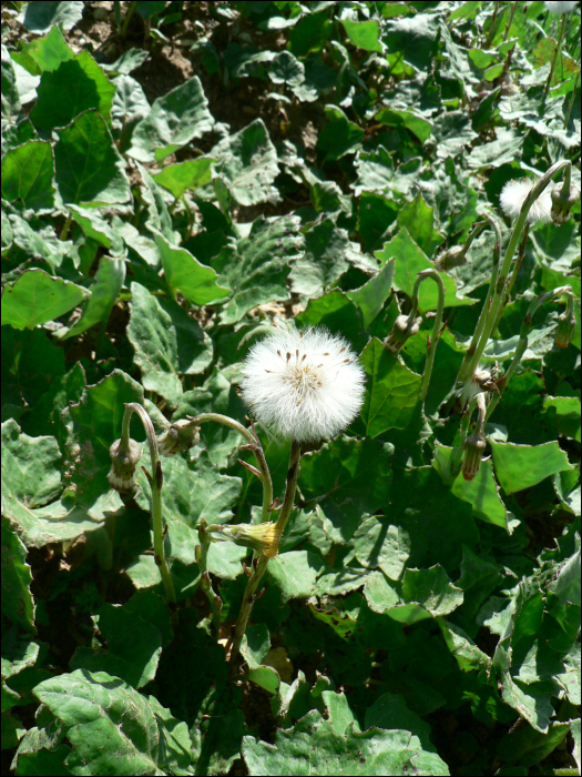 Tussilago farfara L.