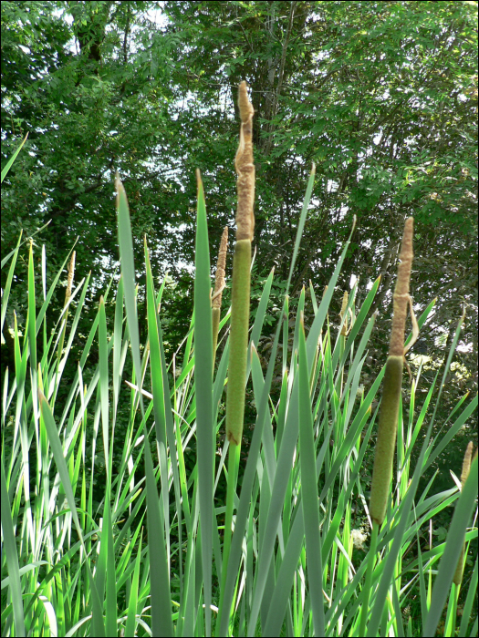 Typha angustifolia L.