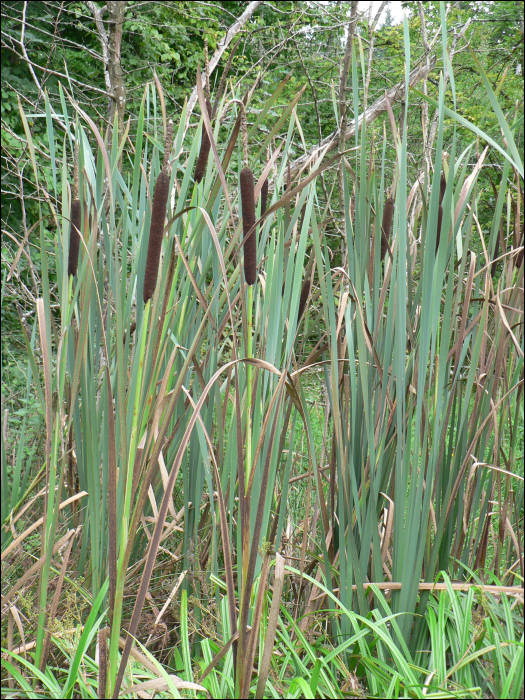 Typha latifolia L.