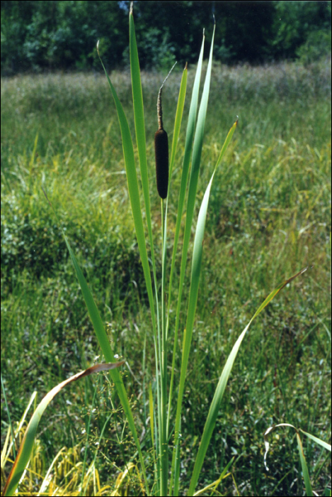 Typha latifolia L.