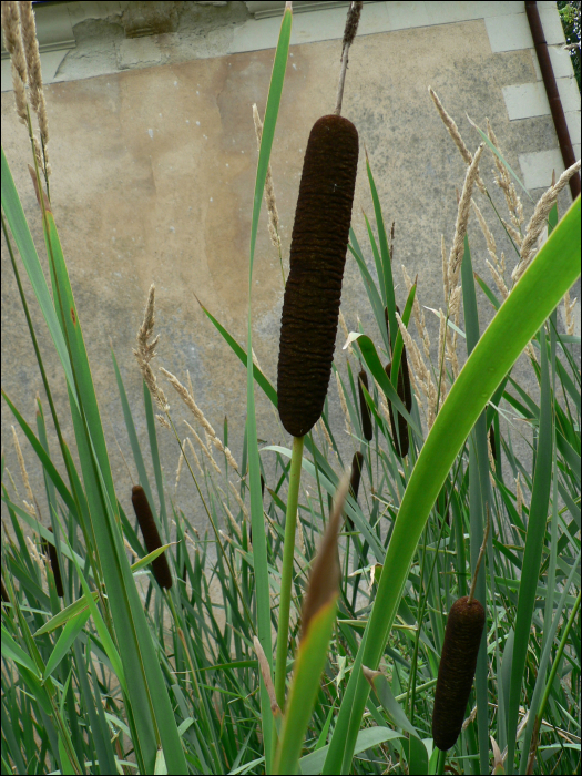 Typha latifolia L.