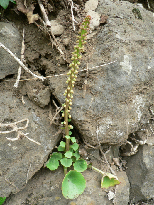 Umbilicus rupestris Dandy (=U. pendulinus