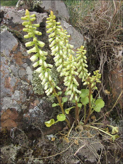 Photo de Nombril de Vénus (Umbilicus rupestris Dandy (=U. pendulinus)
