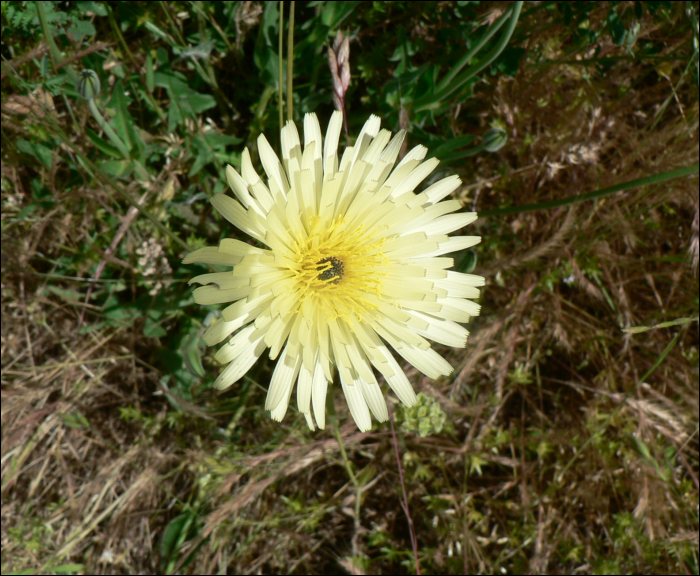 Urospermum  dalechampii