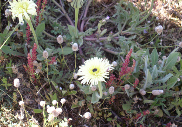 Urospermum  dalechampii