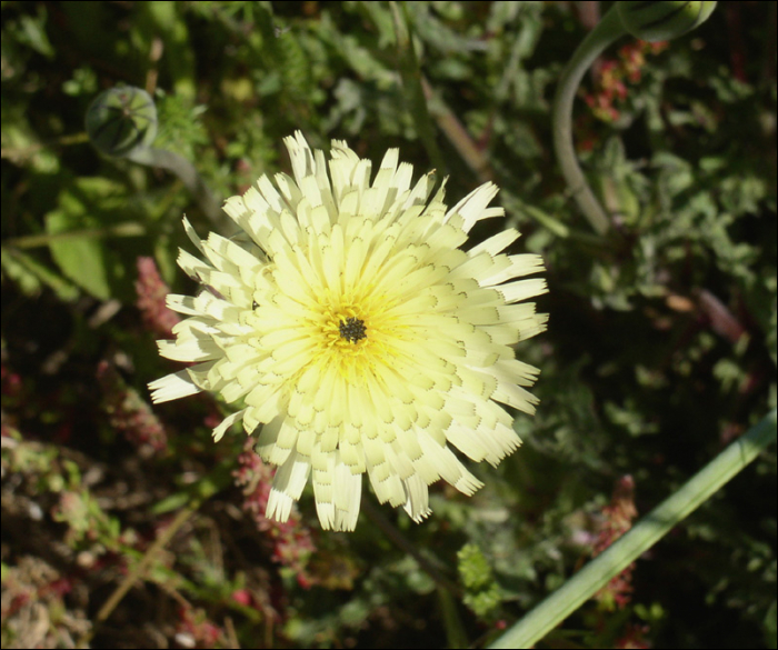 Urospermum  dalechampii