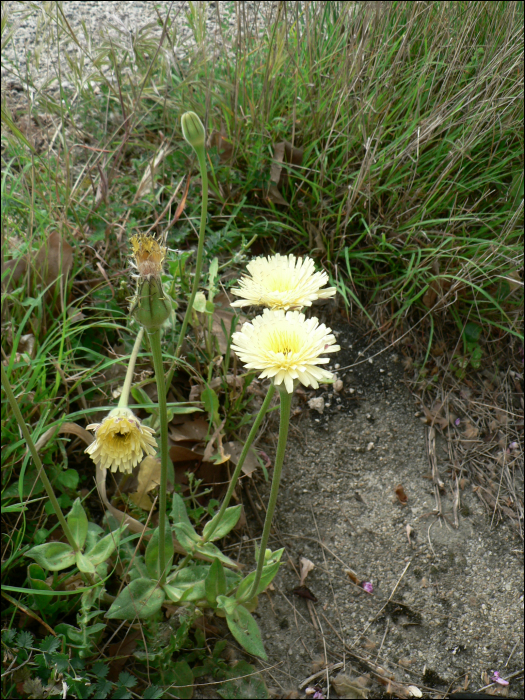 Urospermum  dalechampii