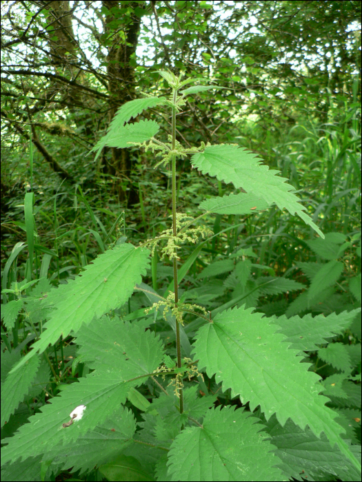 Urtica dioïca L.