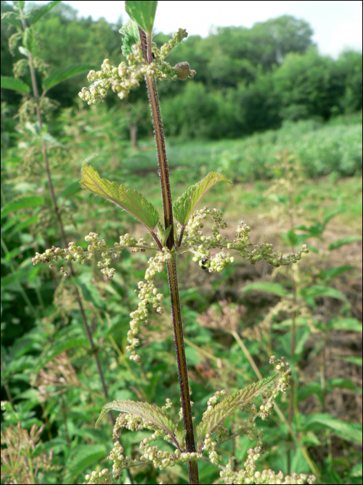 Urtica dioïca L.