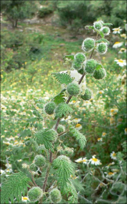 Urtica pilulifera