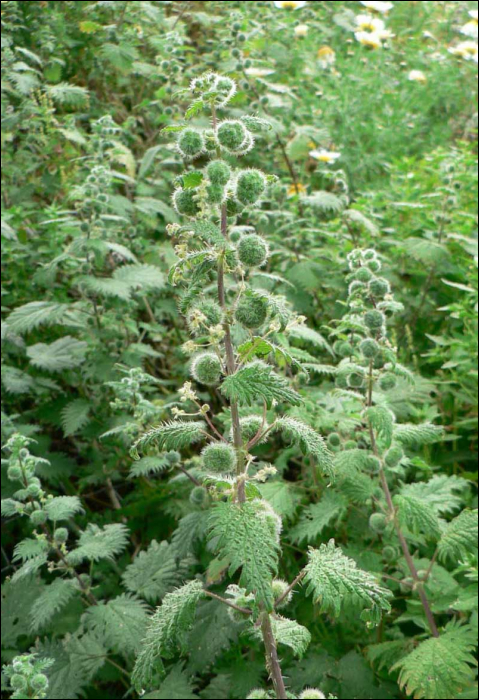 Urtica pilulifera