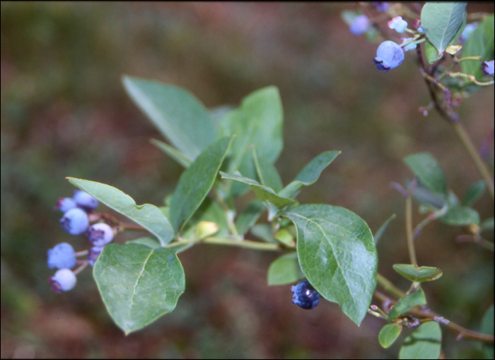 Vaccinium myrtillus L.