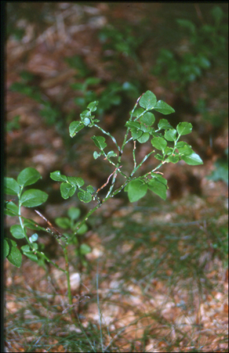 Vaccinium myrtillus L.