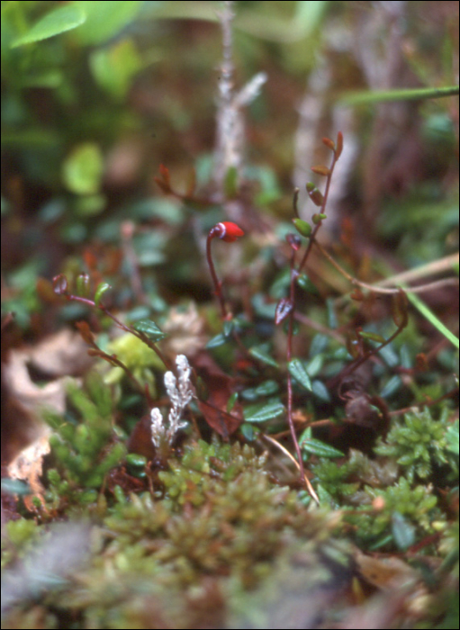 Vaccinium oxycoccos L. (=Oxycoccos microcarpum)