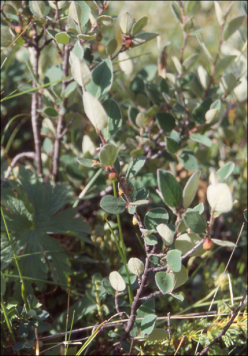 Vaccinium uliginosum