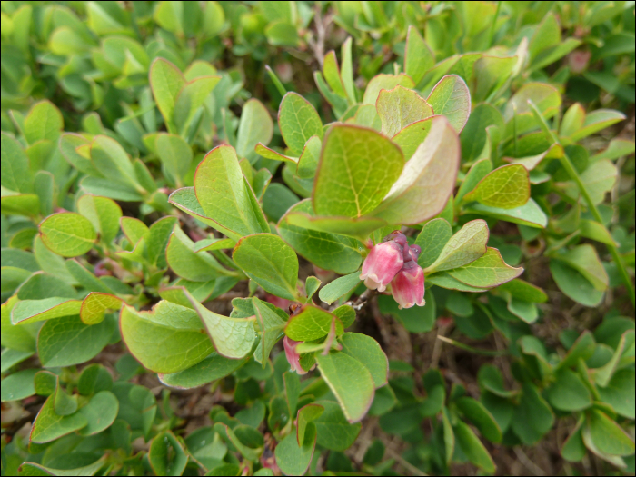 Vaccinium uliginosum