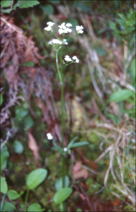 Valeriana dioïca L.