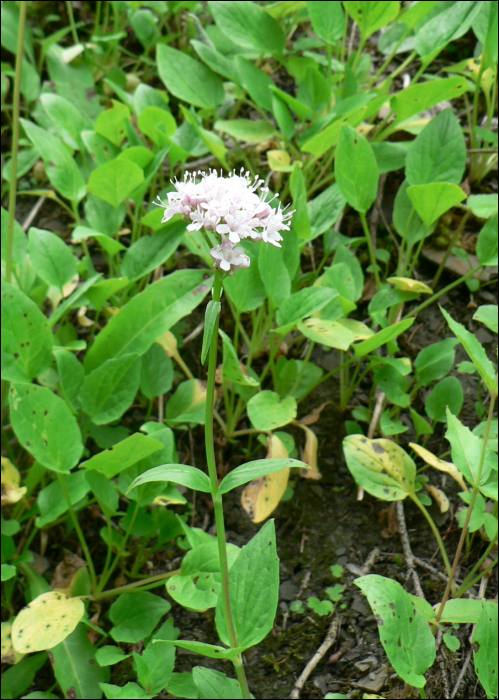 Valeriana  montana L.