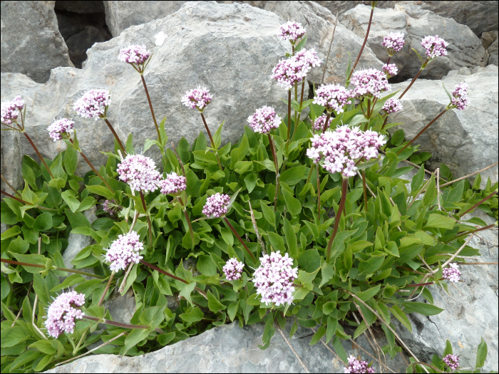 Valeriana  montana L.