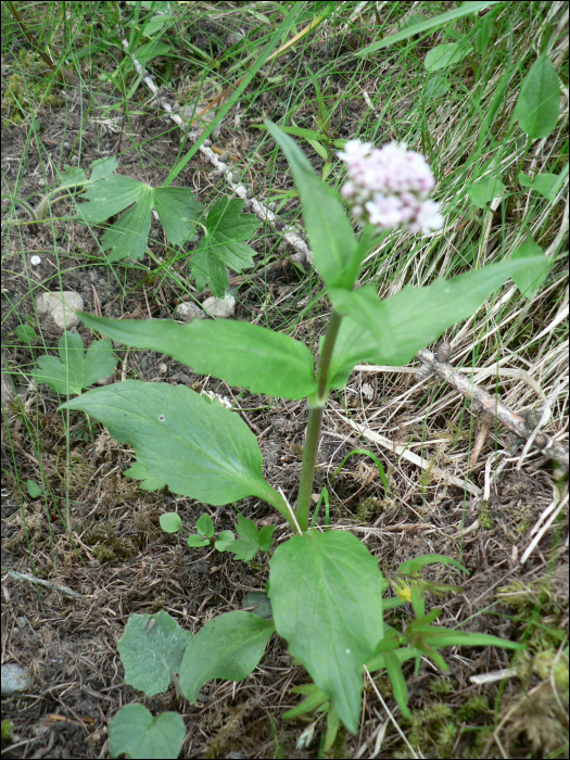 Valeriana  montana L.