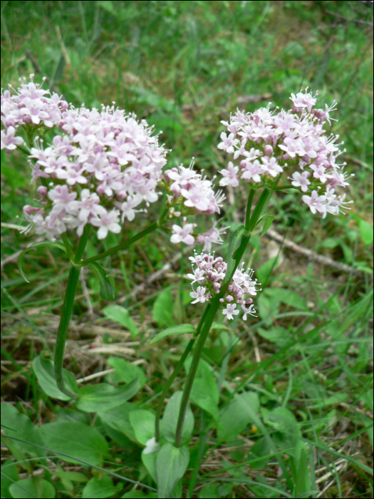 Valeriana  montana L.