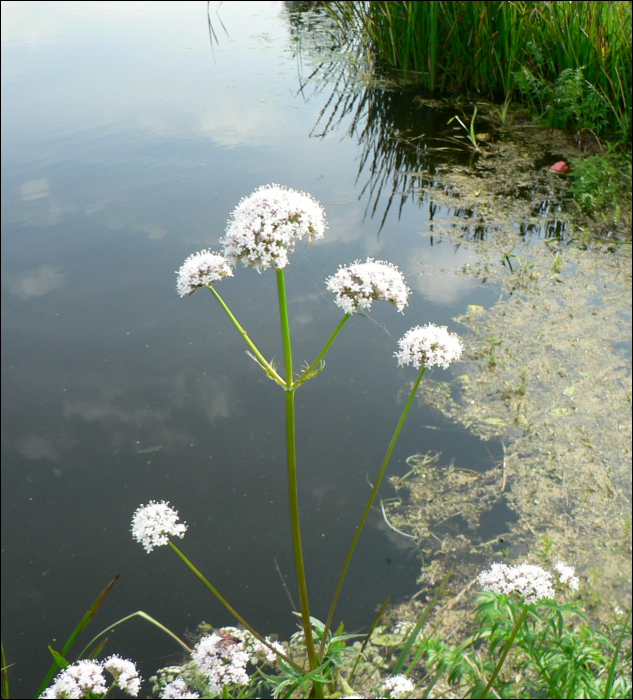 Valeriana officinalis L.