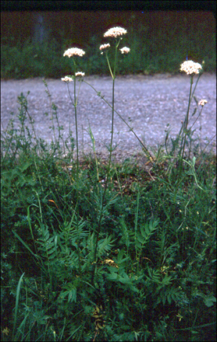 Valeriana officinalis L.