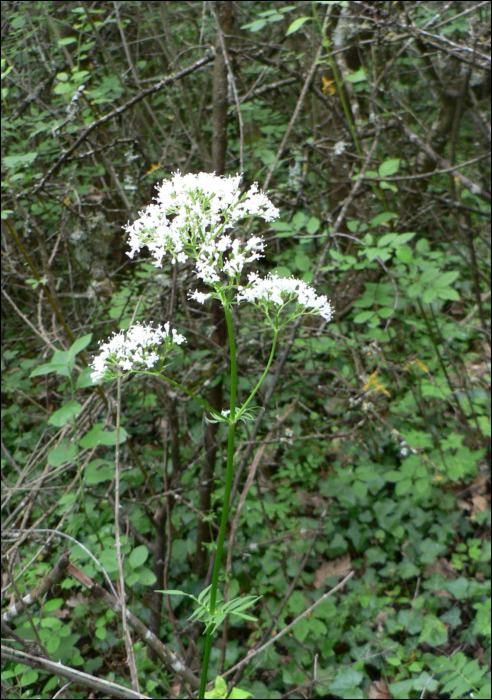 Valeriana officinalis L.