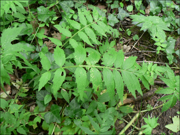 Valeriana officinalis L.