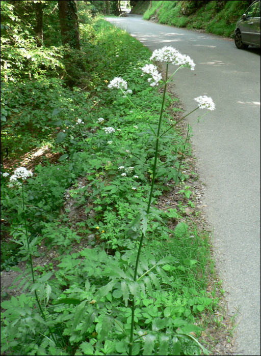 Valeriana officinalis L.