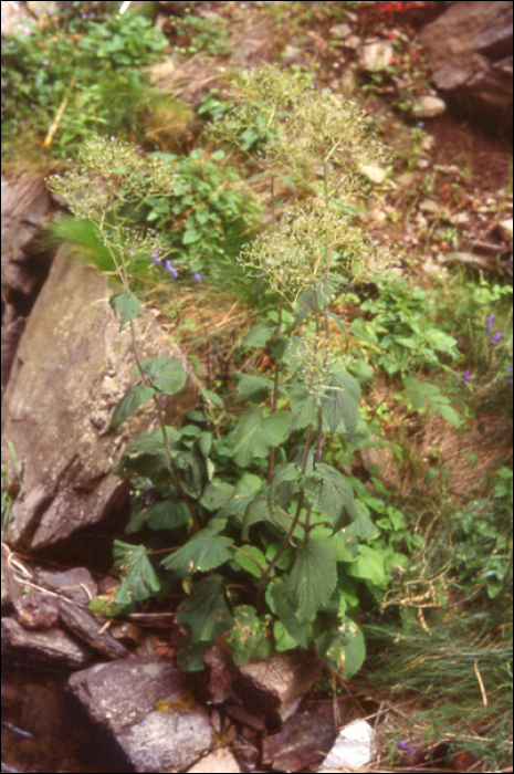 Valeriana pyrenaïca L.