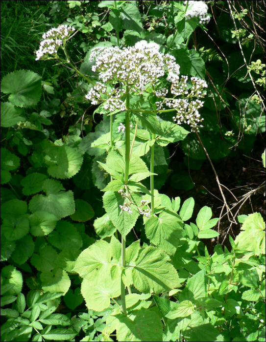 Valeriana pyrenaïca L.