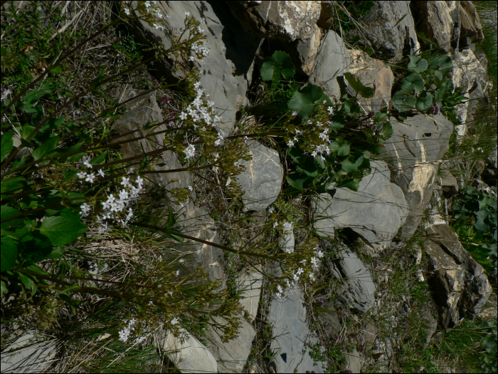 Valeriana saliunca