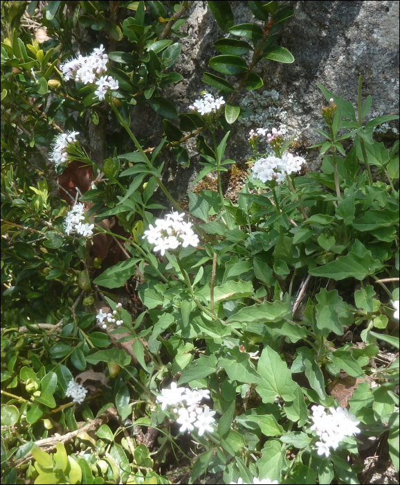 Valeriana tripteris L.