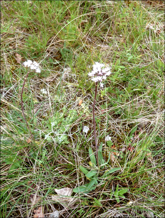 Valeriana tuberosa