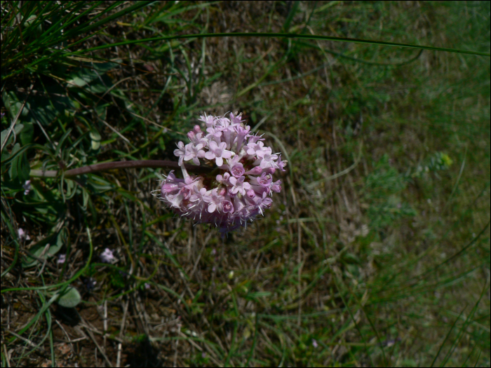 Valeriana tuberosa