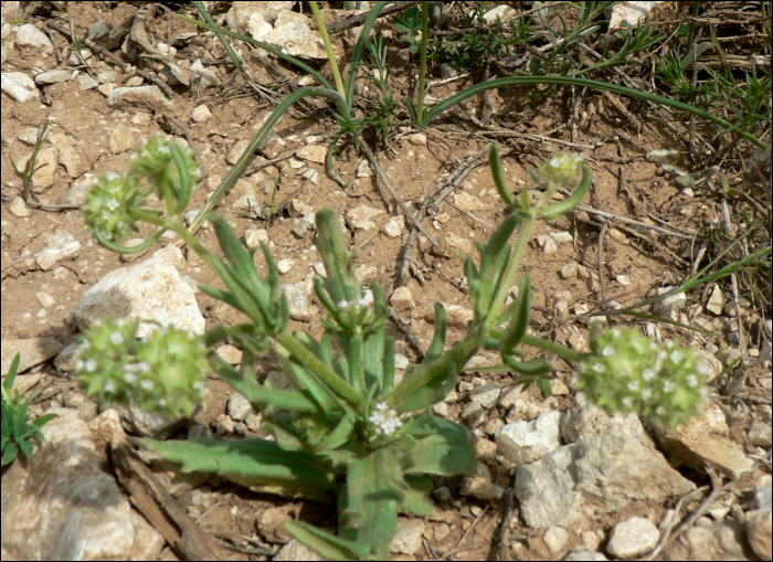 Valerianella coronata